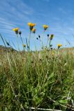 genus Hieracium. Цветущие растения. Мурманская обл., Кольский р-н, побережье Подпахтинской губы, приморский луг. 01.08.2017.