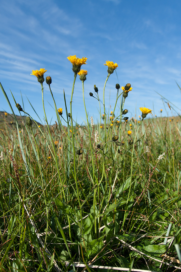 Image of genus Hieracium specimen.