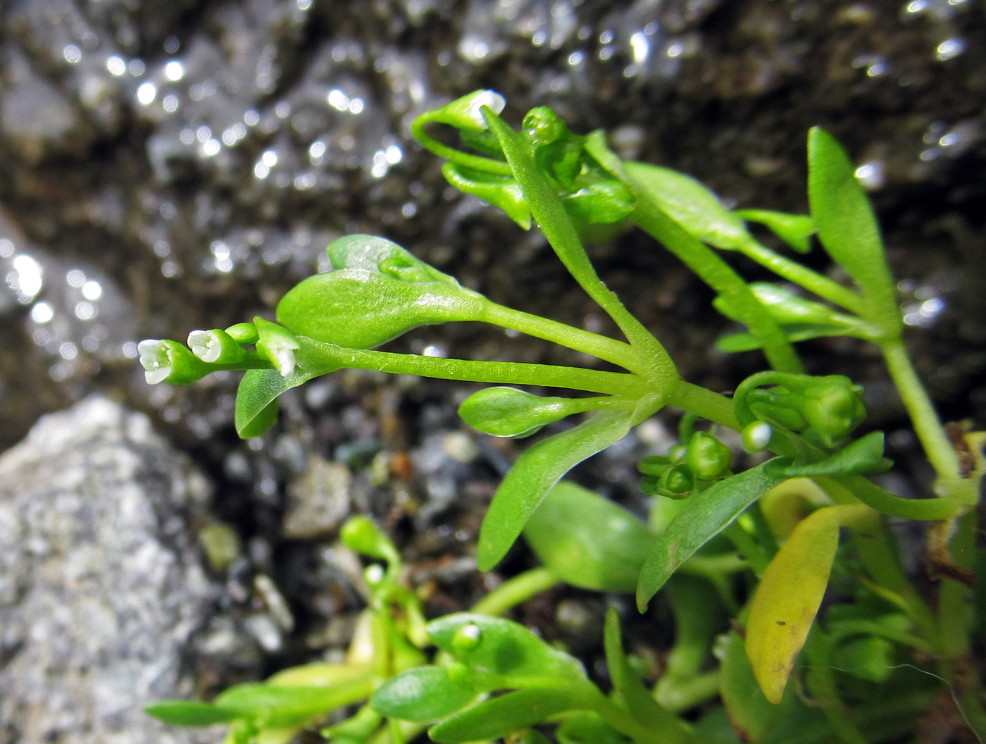 Image of Montia fontana specimen.