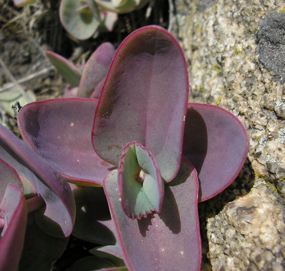 Изображение особи Hylotelephium stepposum.