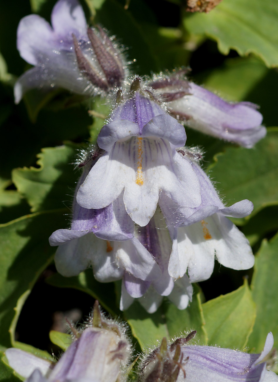 Image of Pennellianthus frutescens specimen.