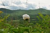 Paeonia lactiflora