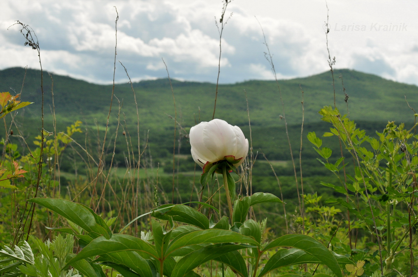 Изображение особи Paeonia lactiflora.