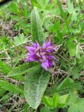 Dactylorhiza aristata