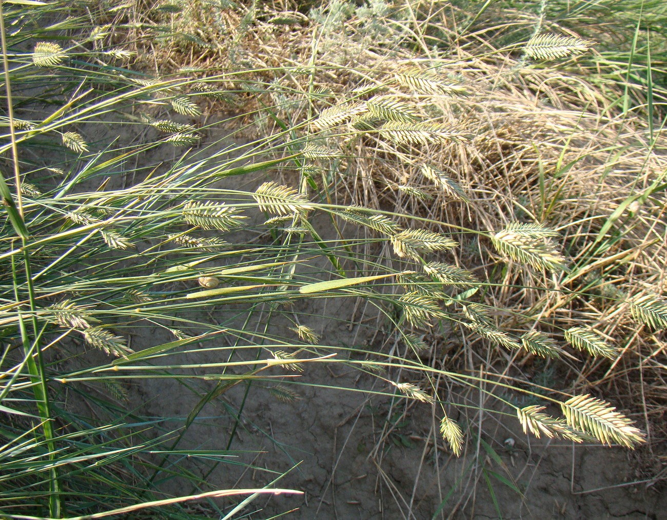 Image of Agropyron pectinatum specimen.