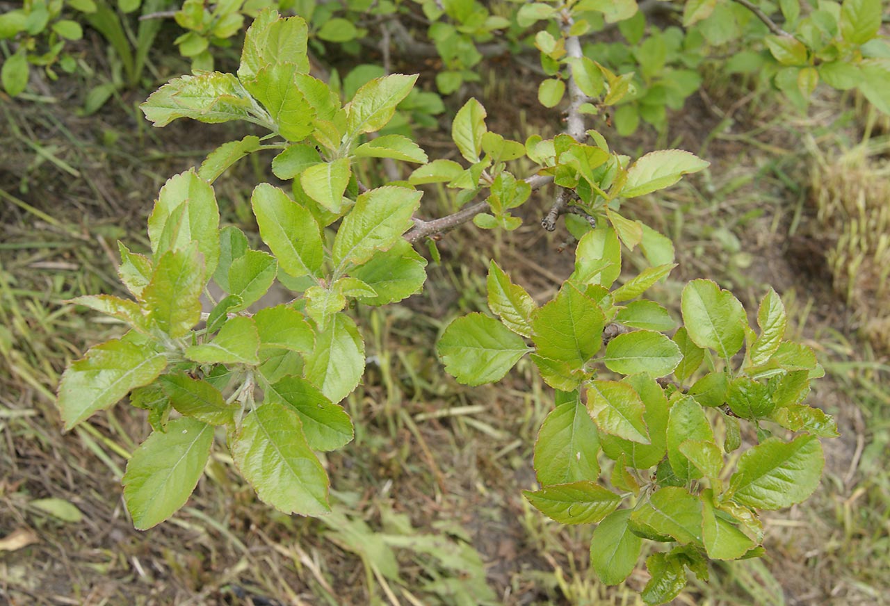 Image of Malus domestica specimen.