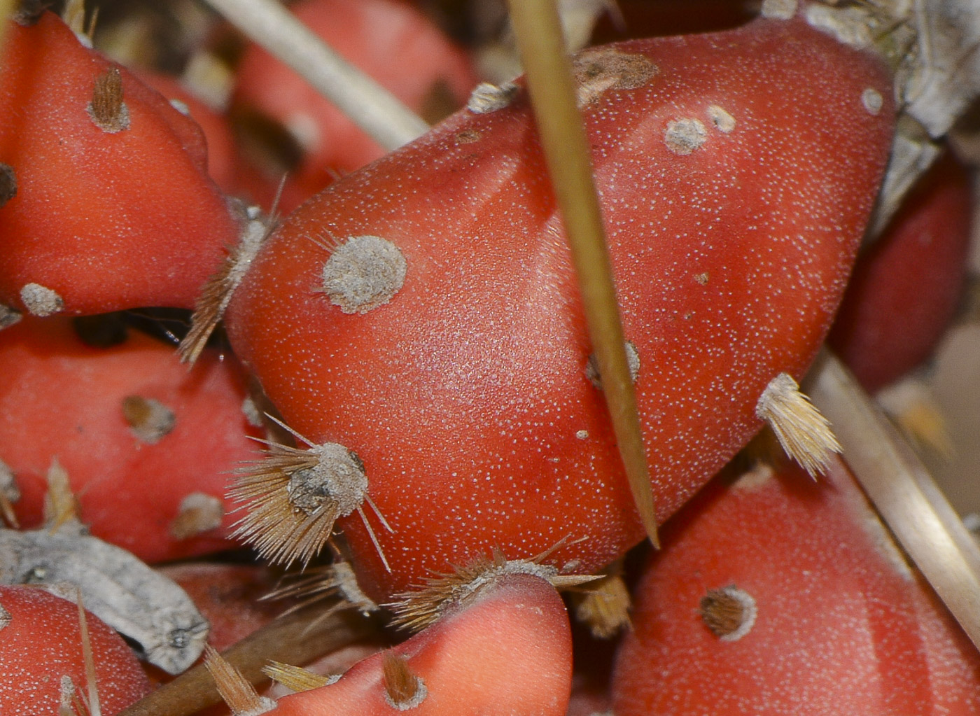 Image of Cylindropuntia leptocaulis specimen.