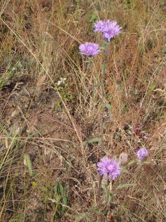 Image of Centaurea abbreviata specimen.