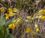 Primula macrocalyx. Соцветия. Башкортостан, Белорецкий р-н, долина р. Зилим ниже дер. Бакеево, правый берег, склон прибрежного скальника. 7 мая 2017 г.