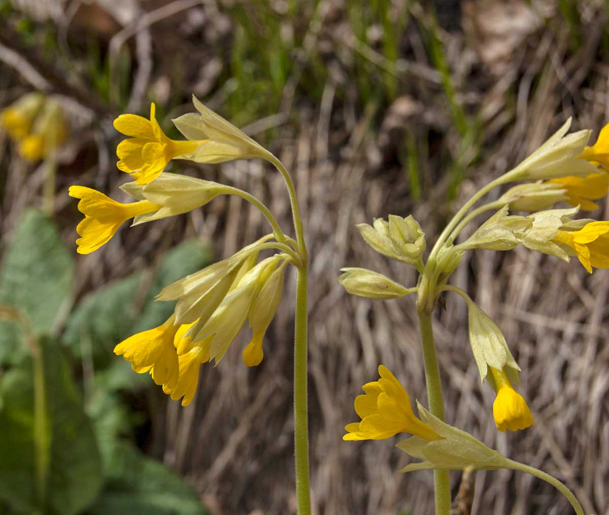 Image of Primula macrocalyx specimen.