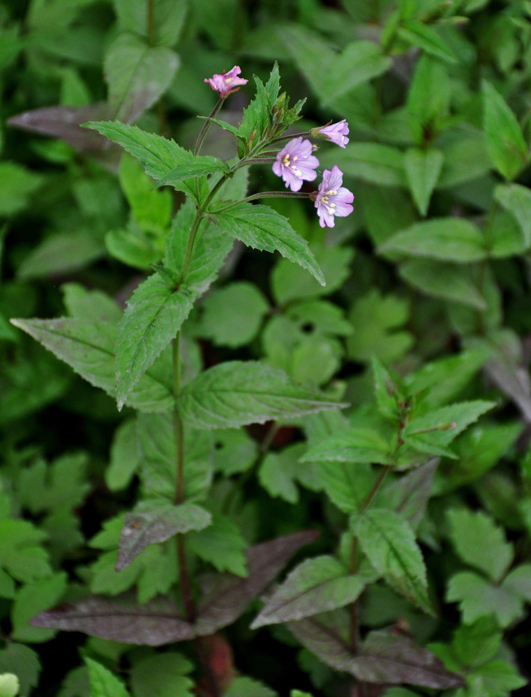 Image of Epilobium prionophyllum specimen.