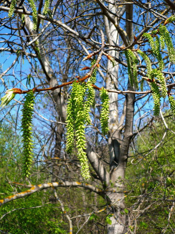 Image of Populus tremula specimen.