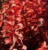 Berberis thunbergii