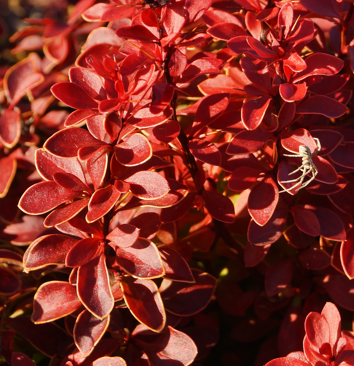 Изображение особи Berberis thunbergii.