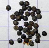 Image of taxon representative. Author is Анна Малыхина