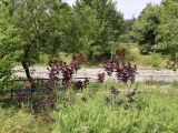 Cotinus coggygria