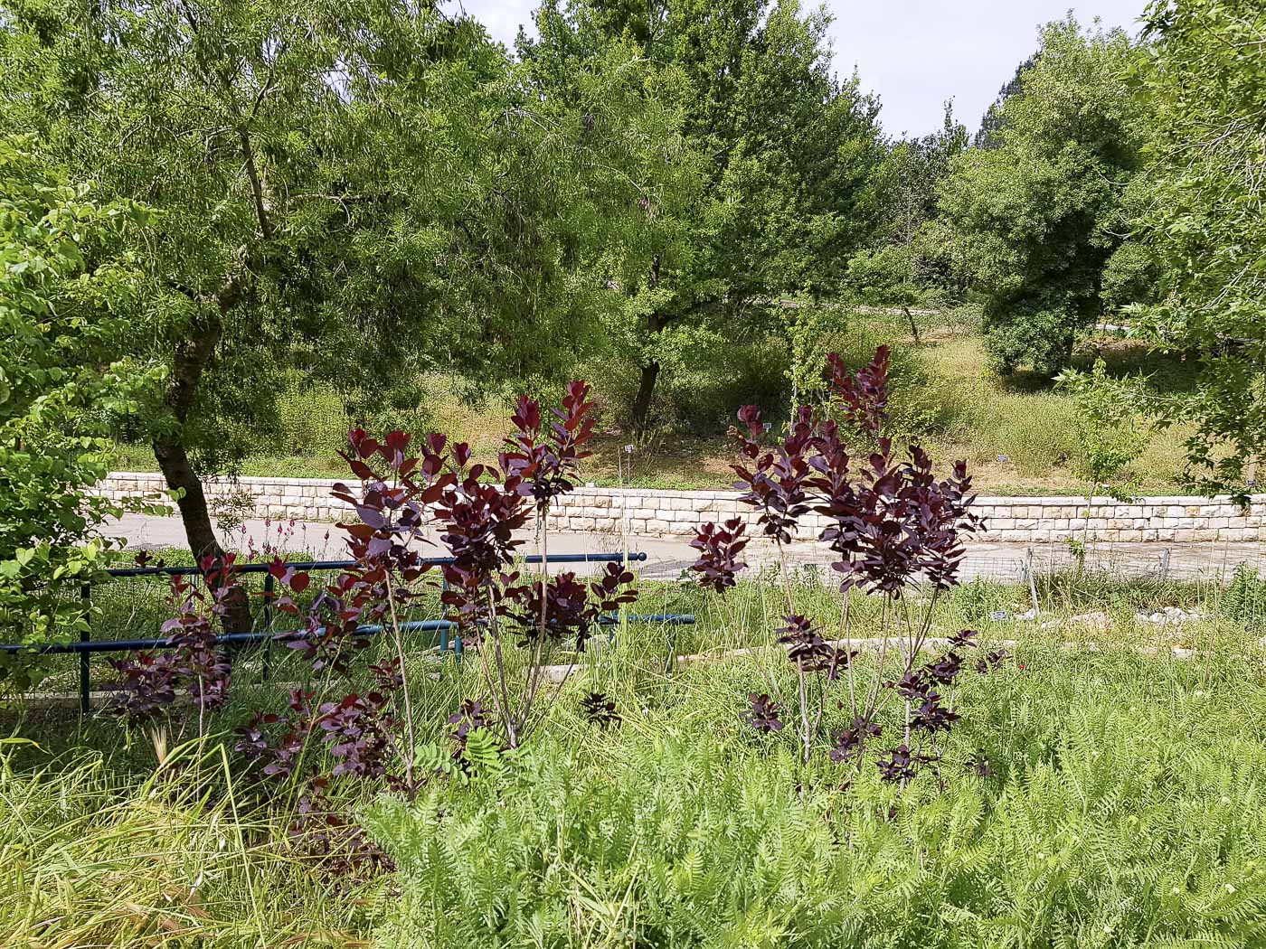 Изображение особи Cotinus coggygria.