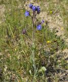 Anchusa azurea