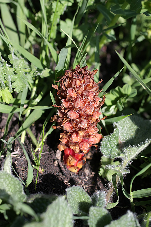 Image of Orobanche colorata specimen.