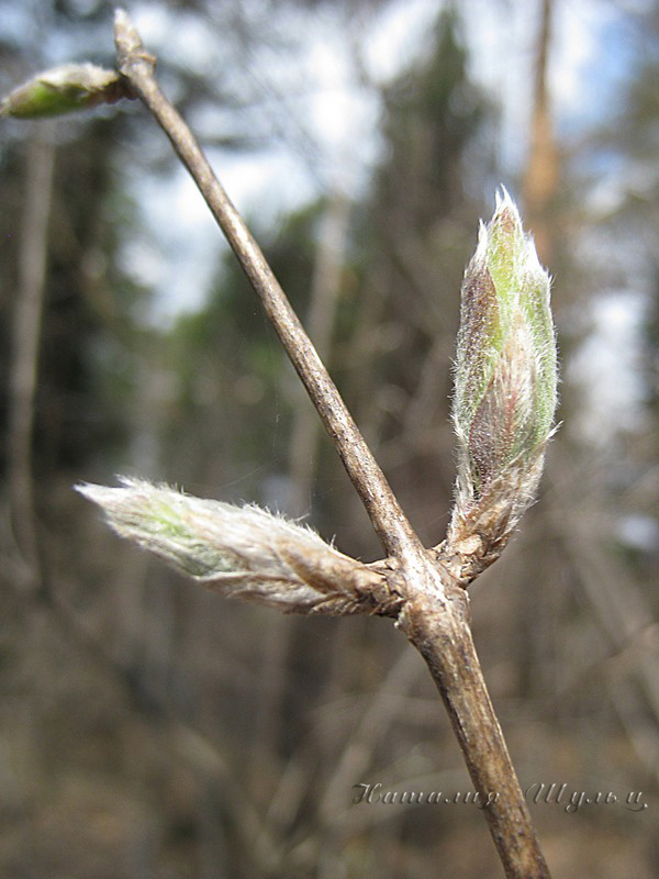 Image of Lonicera xylosteum specimen.