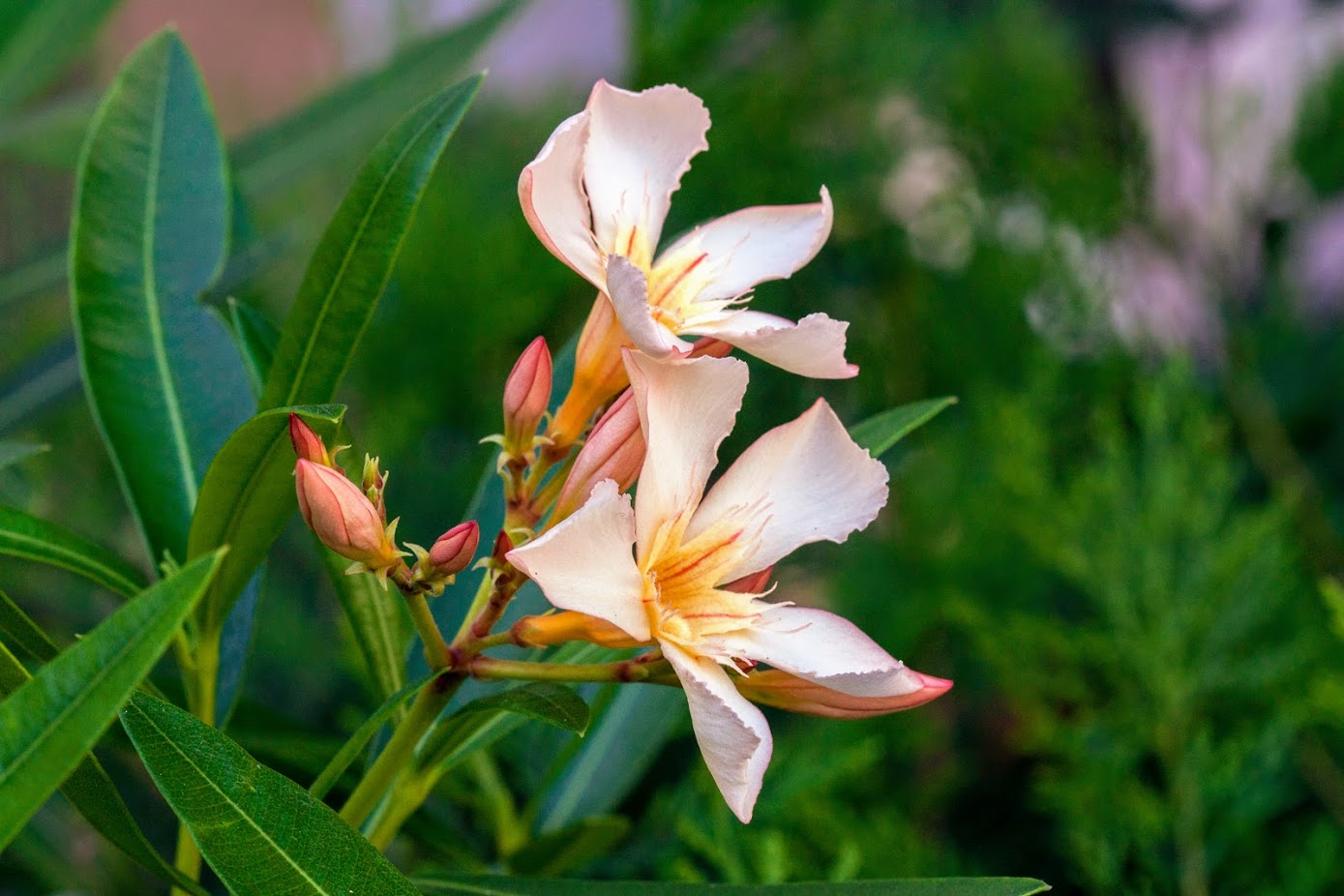 Изображение особи Nerium oleander.