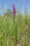 Anacamptis laxiflora subspecies elegans. Цветущее растение. Крым, Керченский п-ов, побережье Казантипского залива в окр. с. Песочное, заболоченные пески. 22 мая 2018 г.