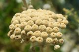 Pseudohandelia umbellifera