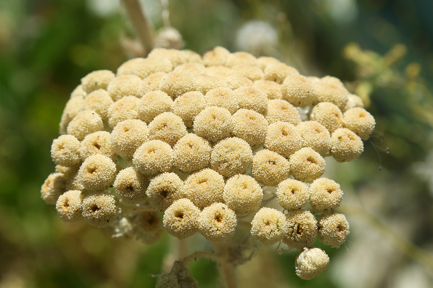 Image of Pseudohandelia umbellifera specimen.