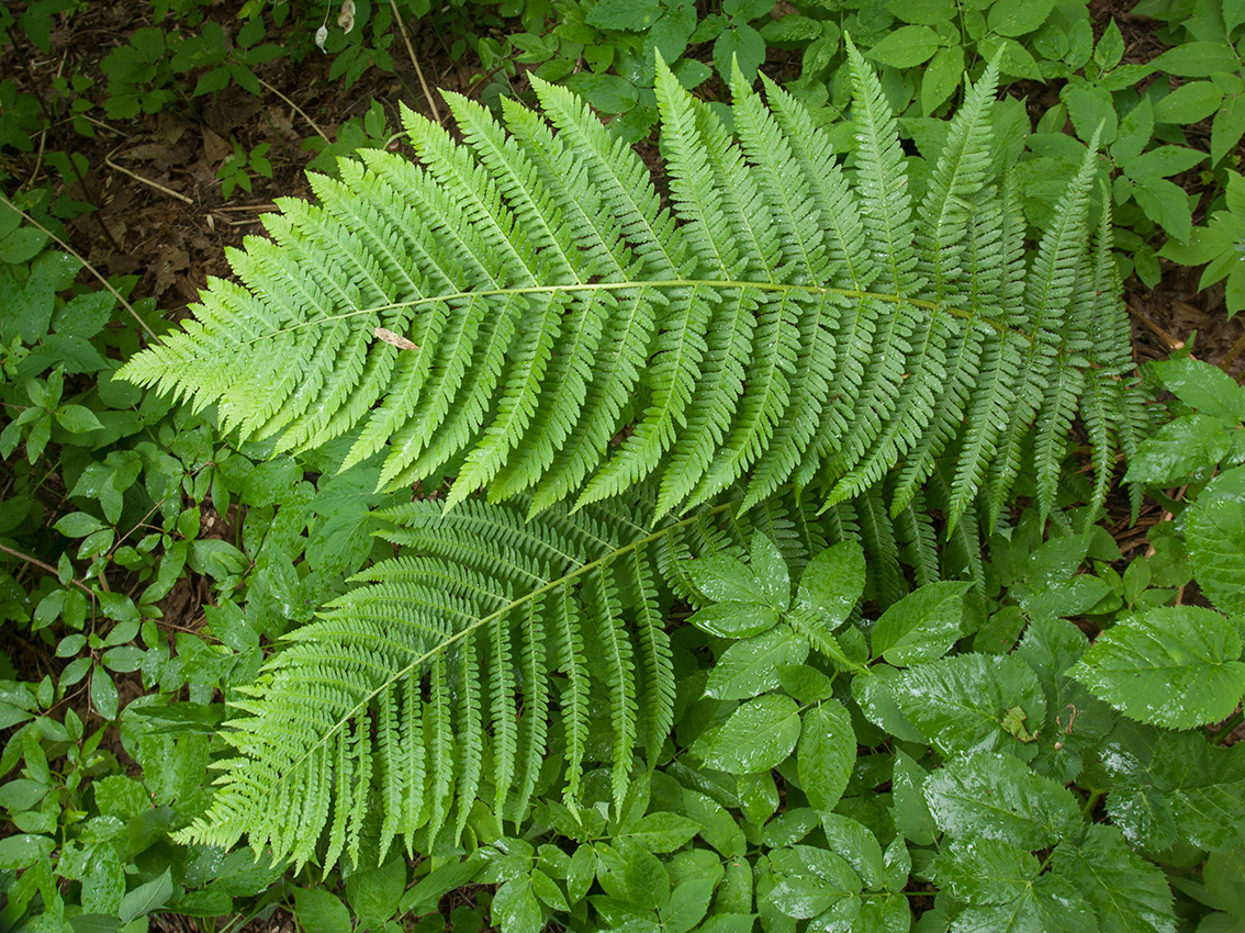 Image of Dryopteris filix-mas specimen.