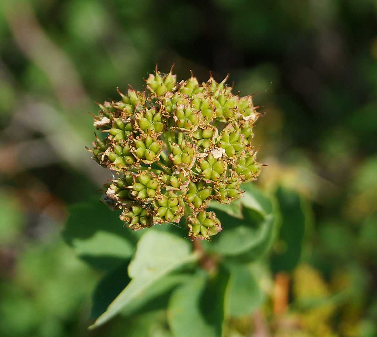 Image of Spiraea trilobata specimen.