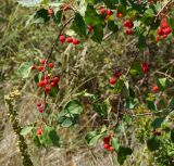 Malus × robusta