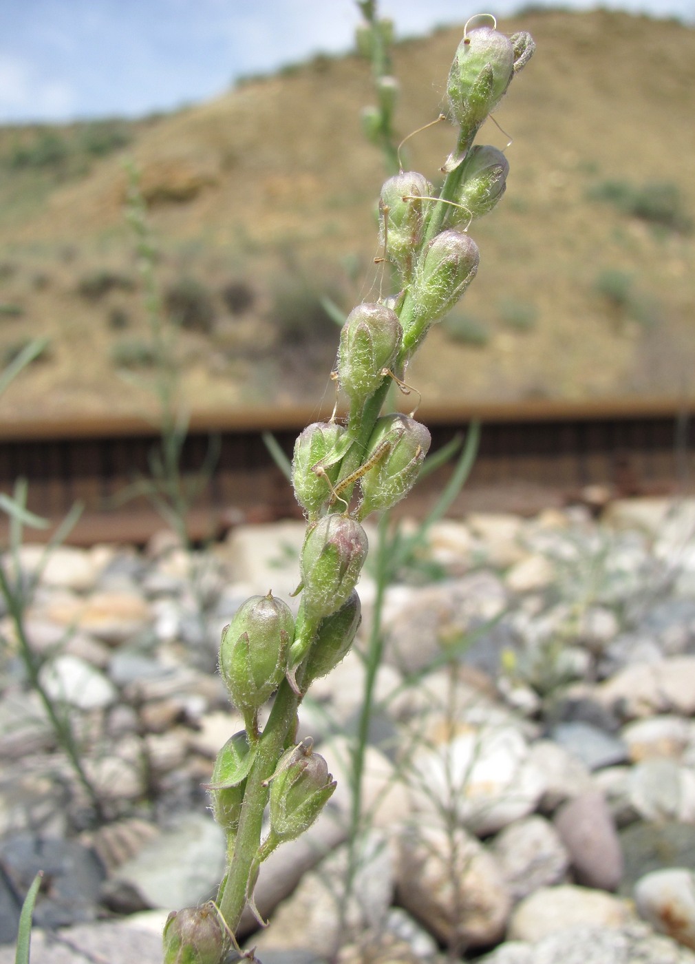 Image of Linaria incompleta specimen.