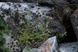 Stellaria calycantha