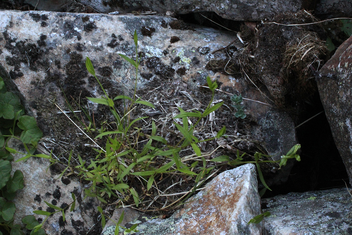 Image of Stellaria calycantha specimen.
