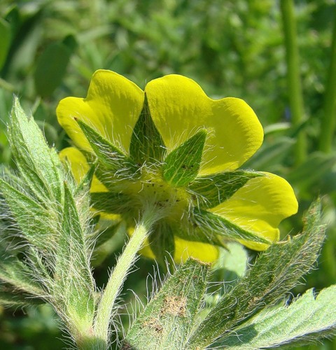 Изображение особи Potentilla pedata.