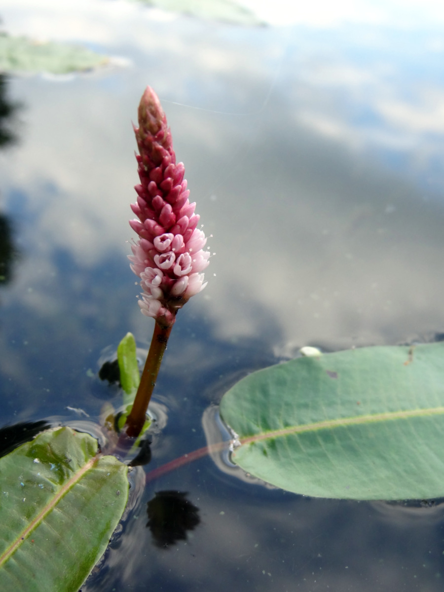 Image of Persicaria amphibia specimen.