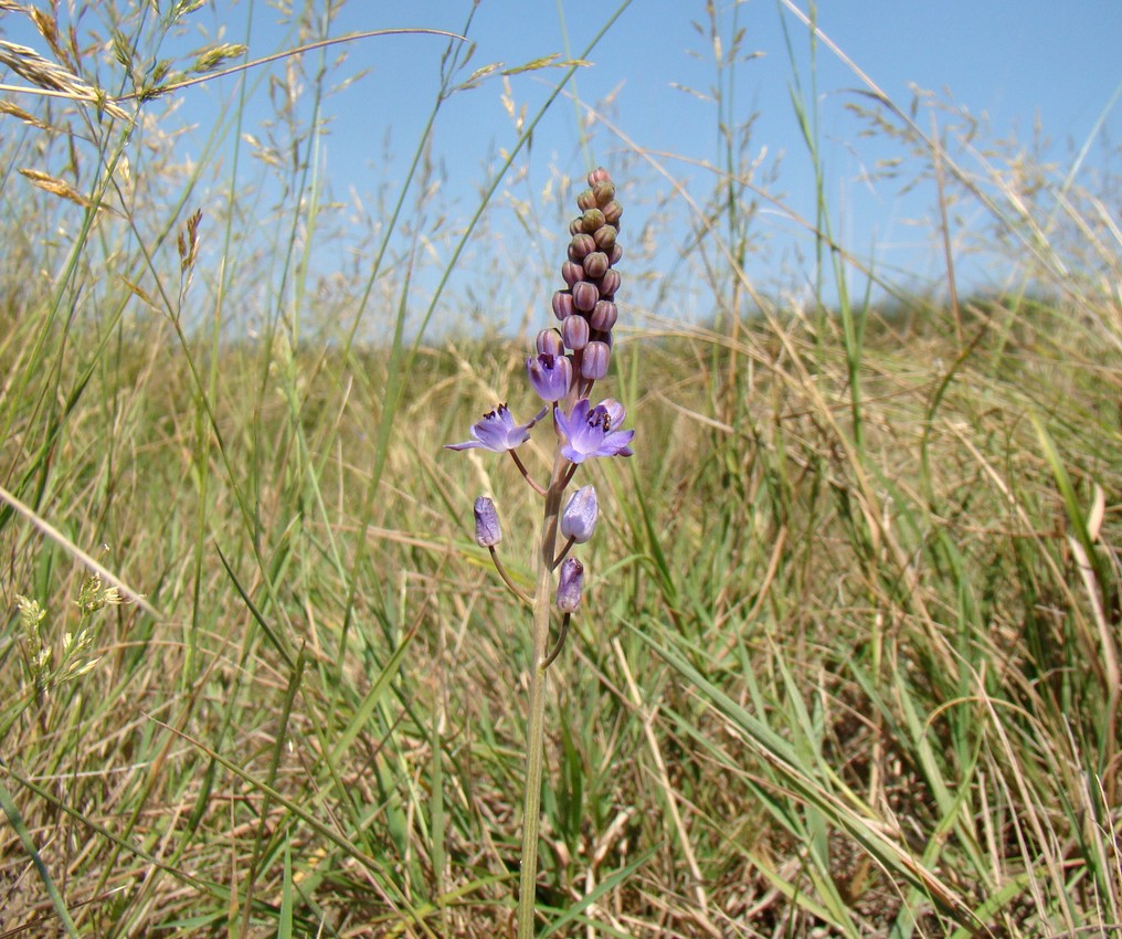 Image of Prospero autumnale specimen.