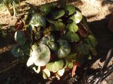 Begonia × erythrophylla. Вегетирующее растение. Крым, Белогорский р-н, Топловский монастырь, озеленение. 12.08.2018.