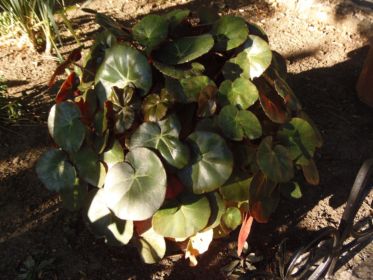 Image of Begonia &times; erythrophylla specimen.