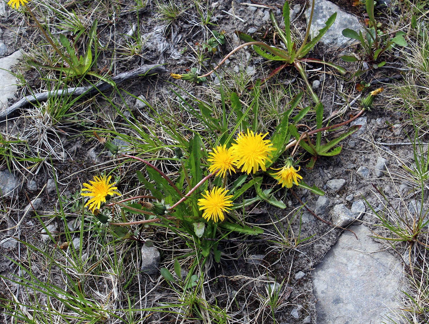 Image of Taraxacum croceum specimen.