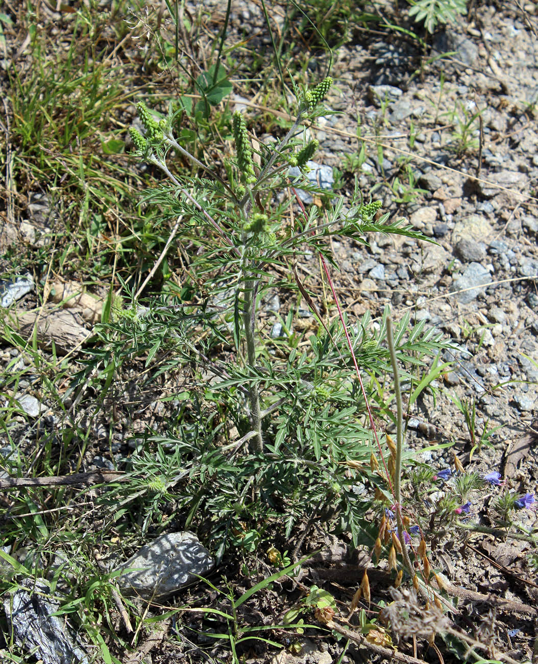 Image of Ambrosia artemisiifolia specimen.