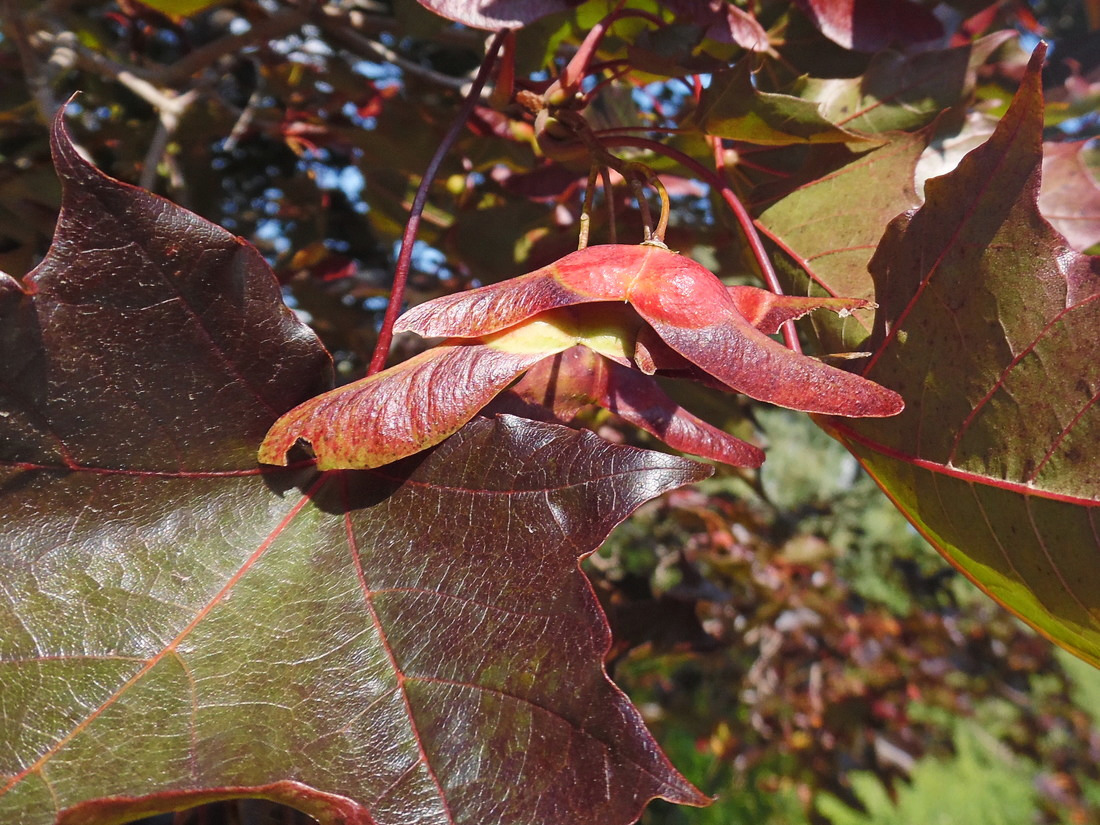 Image of Acer platanoides specimen.