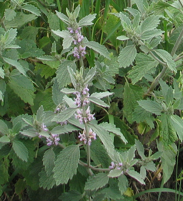 Изображение особи Marrubium leonuroides.