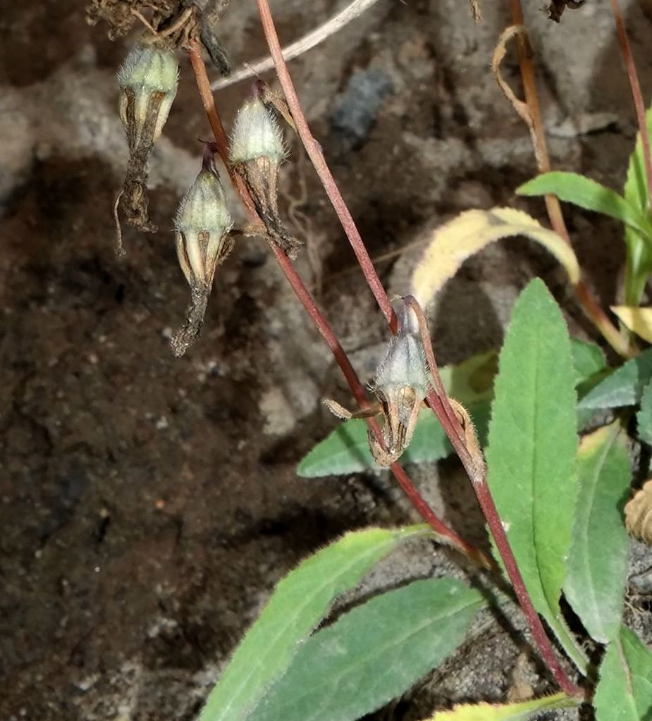 Image of genus Campanula specimen.