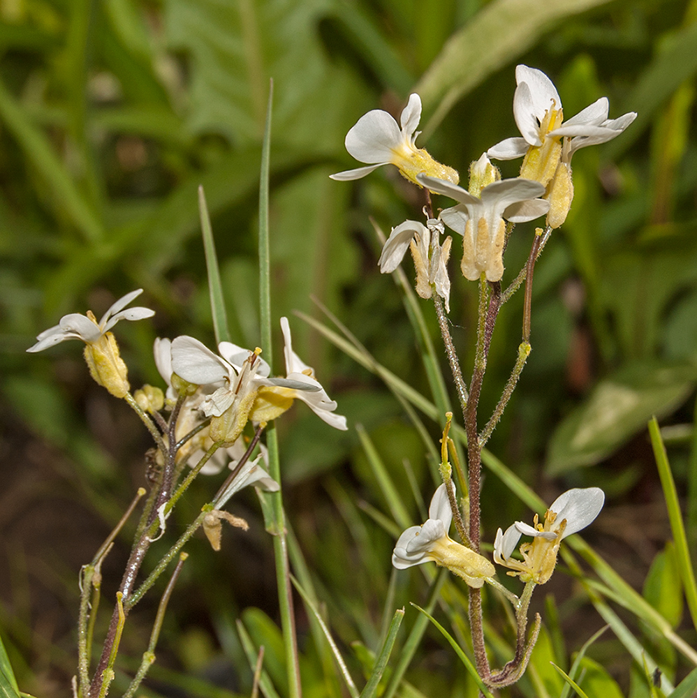 Image of Arabis caucasica specimen.