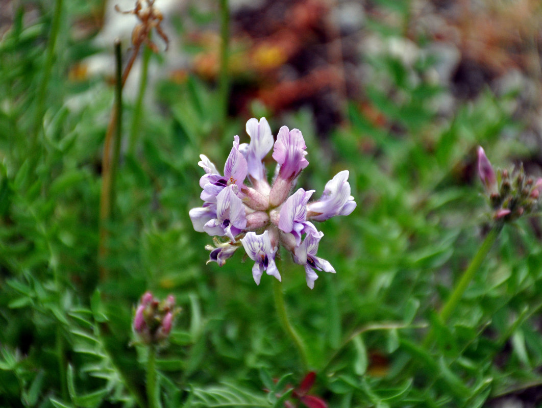 Изображение особи Oxytropis sordida.