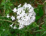 Valeriana capitata. Соцветие. Чукотка, Билибинский р-н, восточная окр. г. Билибино, берег р. Б. Кепервеем, сырой участок. 24.06.2018.