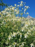 Clematis songorica