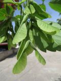 Acer variety californicum