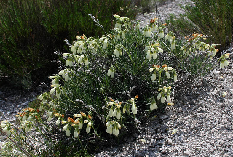 Изображение особи Onosma tanaitica.